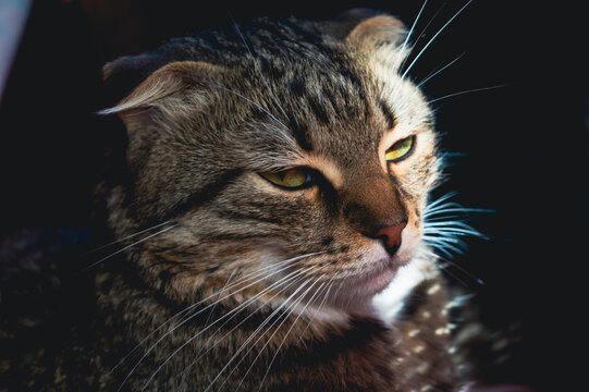 Attentive tabby cat looking away in profile portrait