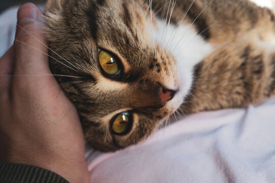 Gentle hand petting a relaxed tabby cat with yellow eyes