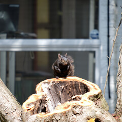 Squirrel on top of trunk © Francisco