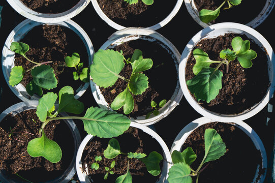 Top view of young green seedlings in plastic cups