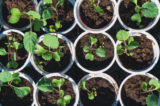 Top view of young green seedlings in plastic cups