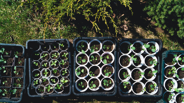 Seedling trays with young sprouts on grass top view