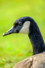 Canadian Goose with Grassy Beak Bird Portrait © Stephen