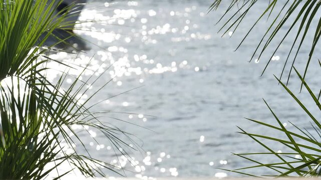Palm leaves framing a sparkling river with cruise ship in background