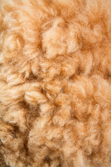 Raw alpaca fiber texture close up organic wool background for textile industry  © Victor Borges