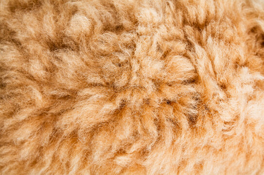 Natural beige alpaca wool fleece texture macro close up for textile background