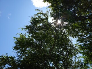 Fototapeta premium Sunlight filtering through lush green tree canopy against a clear blue sky with wispy clouds
