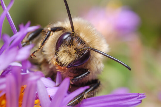 Bee Collecting Pollen Macro Close Up Pollination Nature Scene