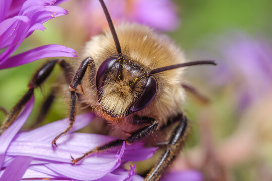 Bee Collecting Pollen Macro Close Up Pollination Nature Scene