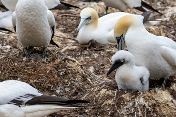 Quebec, Canada, 15 July 2026 : Adult Northern Gannet tends to its fluffy white chick amidst a bustling seabird colony. © Henry Saint John
