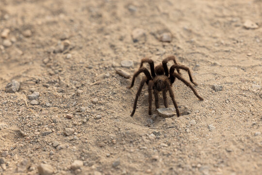 A Tarantula walks on a dirt trail in the San Gabriel Mountains above Azusa, California, USA.