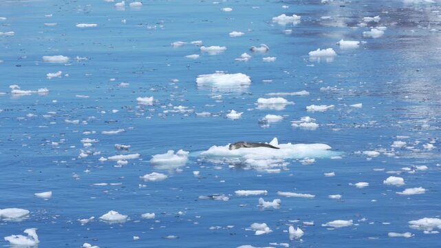 Leopard Seal Sleeps on Floating Iceberg in Antarctica. Wide Wildlife Viewing From Cruise Ship. Incredible Sighting Cute Animal Nature Documentary