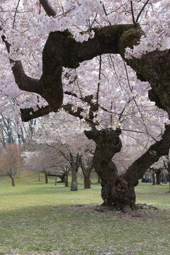 An ancient cherry blossom tree with gnarled branches blooms profusely in a green park during spring.