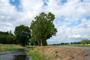Fototapeta premium Peaceful countryside with tall trees, river, and cloudy sky