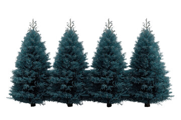 Fototapeta premium Line of Dark Green Evergreen Trees