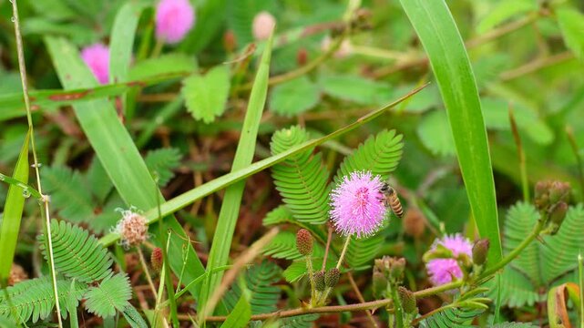 Close-up of honeybee collecting nectar and pollinating pink Mimosa pudica sensitive plant flower