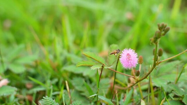 Close-up of honeybee collecting nectar and pollinating pink Mimosa pudica sensitive plant flower