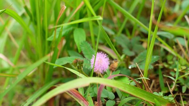 Close-up of honeybee collecting nectar and pollinating pink Mimosa pudica sensitive plant flower