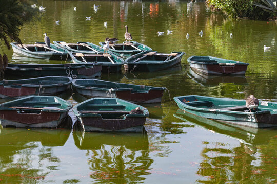Green Rowboats and Seagulls on a Peaceful Park Lake