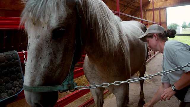 Female groomer brushes gray horse inside stable while flies circle animal. Horse care routine prepares equine for comfortable outdoor ride.
