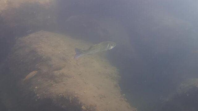 Single fish swimming in natural ocean environment with dark, unclear water and submerged rocks, representing marine wildlife
