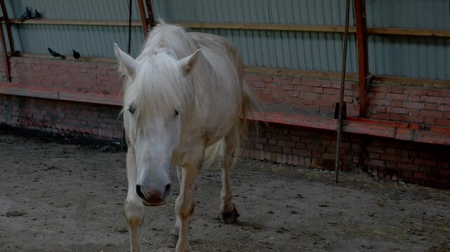 White horse walks freely through covered stable area toward camera. Calm equine approaches viewer inside rural farm shelter.