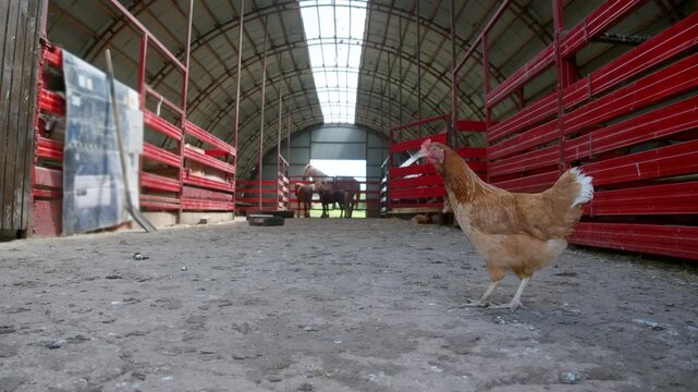 Free range hen explores barn floor near horse stalls. Farm poultry shares rustic stable space with horses.