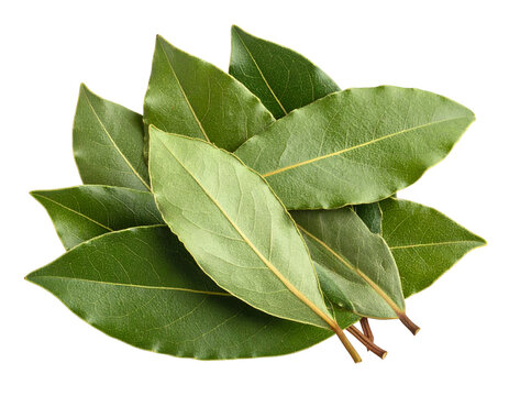 Bay leaves isolated on transparent background