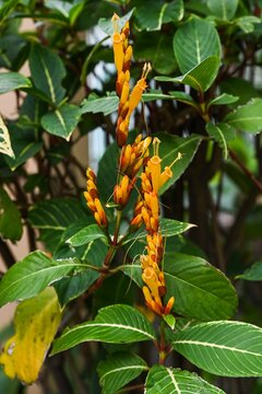 Bright yellow tubular flowers of sanchezia parvibracteata shrub with orange bracts blooming on green leaves background.