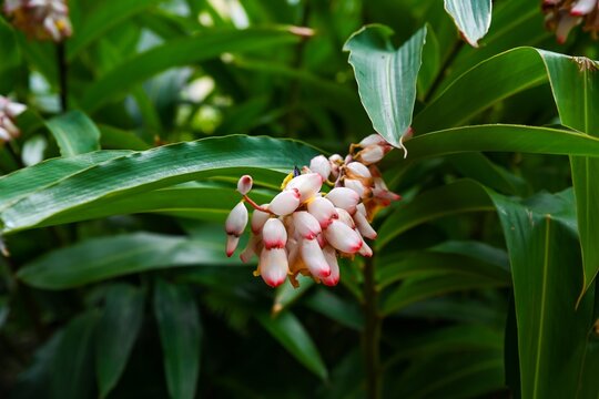 Pink porcelain lily alpinia zerumbet flowers bloom in garden. Shell ginger inflorescence on green leaves background.