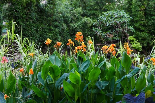 Orange canna lily canna generalis flowers blooming on large green leaves background inside a traditional public park in Macau.