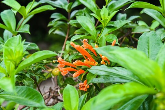 Orange flame vine pyrostegia venusta flowers blooming on a branch with lush green leaves background in a Macau park.