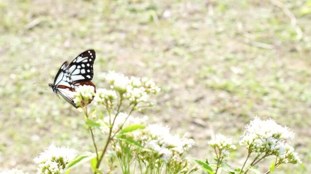 アサギマダラが飛ぶスローモーション動画