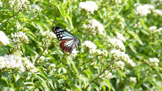 アサギマダラが飛ぶスローモーション動画