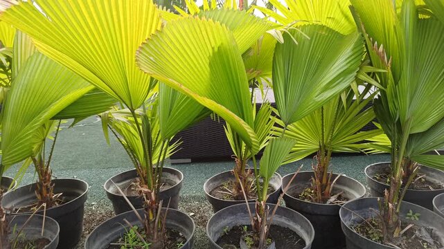 Licuala grandis, commonly known as the ruffled fan palm, displaying its characteristic large, rounded, pleated fan-shaped leaves. The ornamental palm is valued for its distinctive foliage and tropical