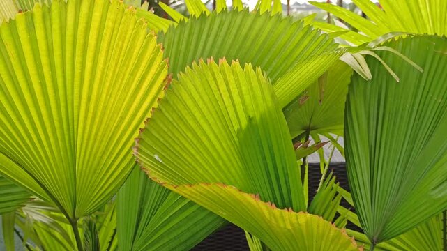 Licuala grandis, commonly known as the ruffled fan palm, displaying its characteristic large, rounded, pleated fan-shaped leaves. The ornamental palm is valued for its distinctive foliage and tropical
