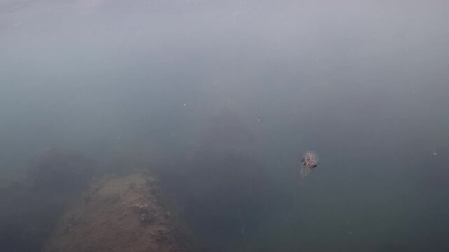 Jellyfish gently swimming in the ocean, exploring the underwater environment near the seabed with low visibility