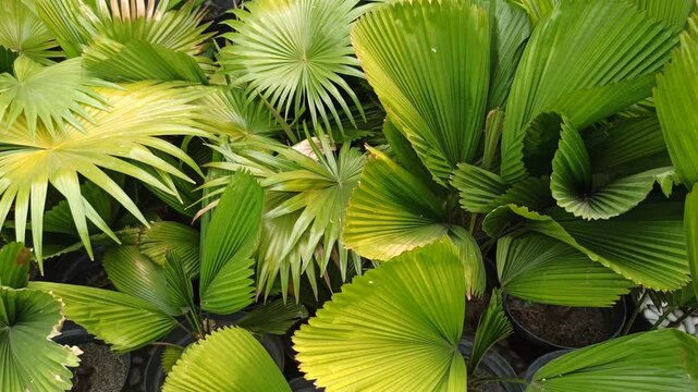 Licuala grandis, commonly known as the ruffled fan palm, displaying its characteristic large, rounded, pleated fan-shaped leaves. The ornamental palm is valued for its distinctive foliage and tropical
