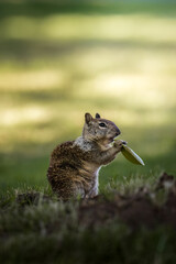 Squirrel Eating © Alex