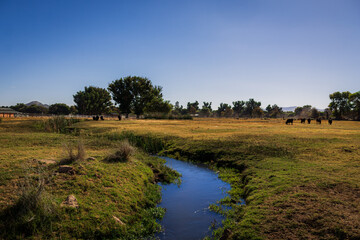 Fototapeta premium landscape with a river