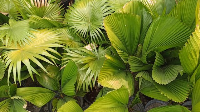 Licuala grandis, commonly known as the ruffled fan palm, displaying its characteristic large, rounded, pleated fan-shaped leaves. The ornamental palm is valued for its distinctive foliage and tropical