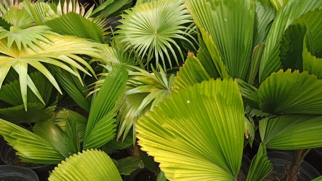 Licuala grandis, commonly known as the ruffled fan palm, displaying its characteristic large, rounded, pleated fan-shaped leaves. The ornamental palm is valued for its distinctive foliage and tropical