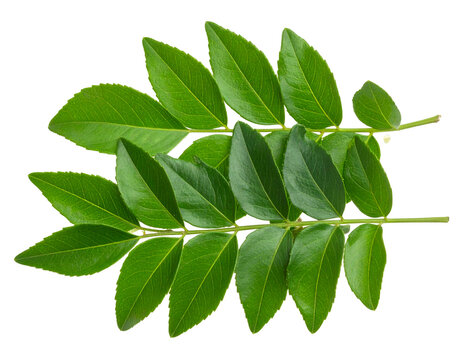 Curry leaves isolated on transparent background