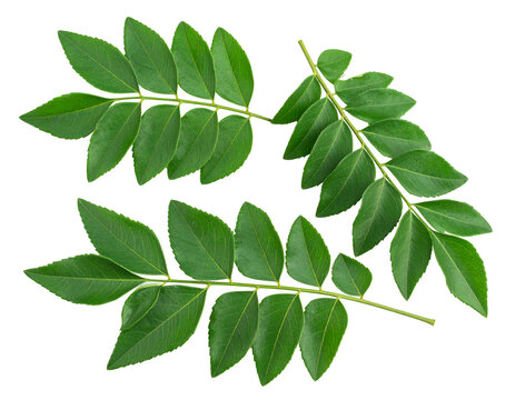Curry leaves isolated on transparent background