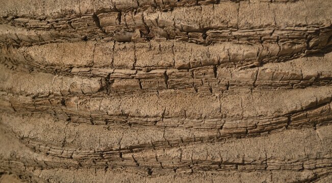 Palm texture