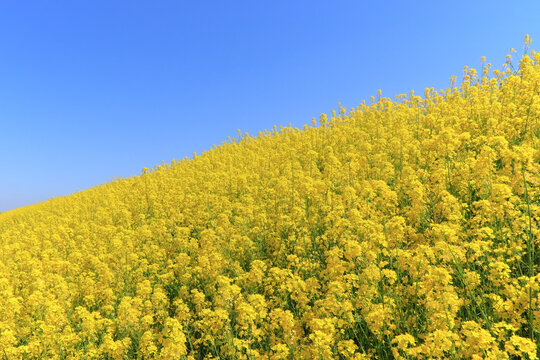 鮮やかな黄色の菜の花畑と青空（日本宮城県）