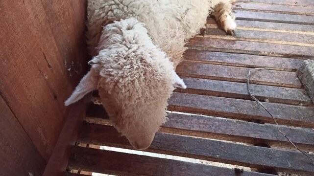 A cute Merino sheep (Ovis aries) characterized by its dense, fine, and tightly curled fleece. The animal represents the distinctive wool-producing characteristics of the Merino breed and its gentle ap