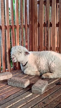 A cute Merino sheep (Ovis aries) characterized by its dense, fine, and tightly curled fleece. The animal represents the distinctive wool-producing characteristics of the Merino breed and its gentle ap