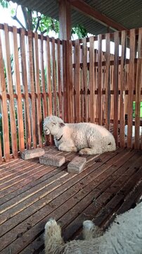 A cute Merino sheep (Ovis aries) characterized by its dense, fine, and tightly curled fleece. The animal represents the distinctive wool-producing characteristics of the Merino breed and its gentle ap