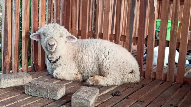 A cute Merino sheep (Ovis aries) characterized by its dense, fine, and tightly curled fleece. The animal represents the distinctive wool-producing characteristics of the Merino breed and its gentle ap